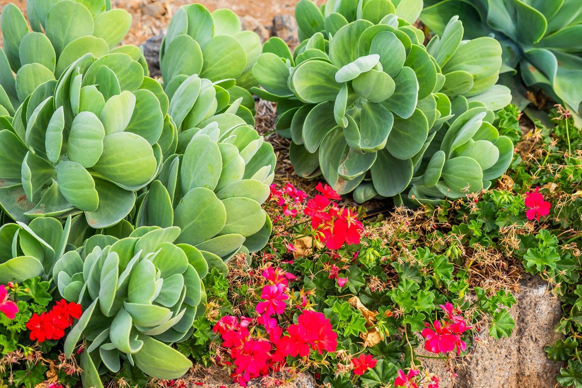 Tenerife Healing Garden เกีย เด อิโซรา ภายนอก รูปภาพ